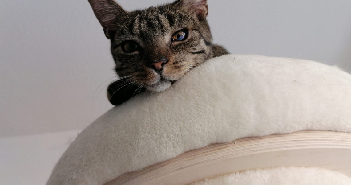 MARK /( nyní RON)...