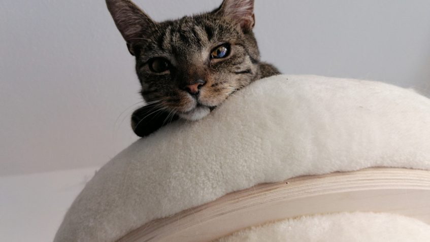 MARK /( nyní RON)...