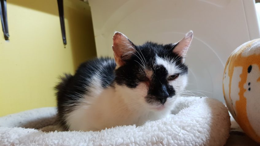 NAŠI STAŘIČKOU JINDŘIŠKU ZASE ZLOBÍ ZDRAVÍ...