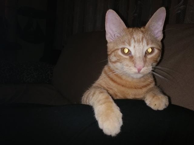 PLAMÍNEK ( nyní Filípek)...