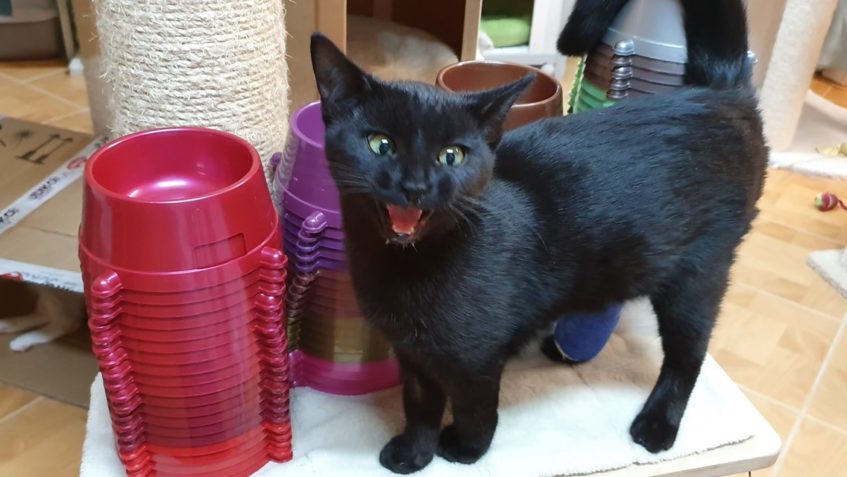 POSLEDNÍ KOUSEK ZE "SKLÁDAČKY"  Z KOČIČÍHO PŘÁNÍ D...