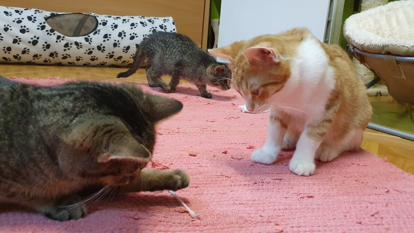 POŠŤÁČKOVI JE UŽ LÉPE...