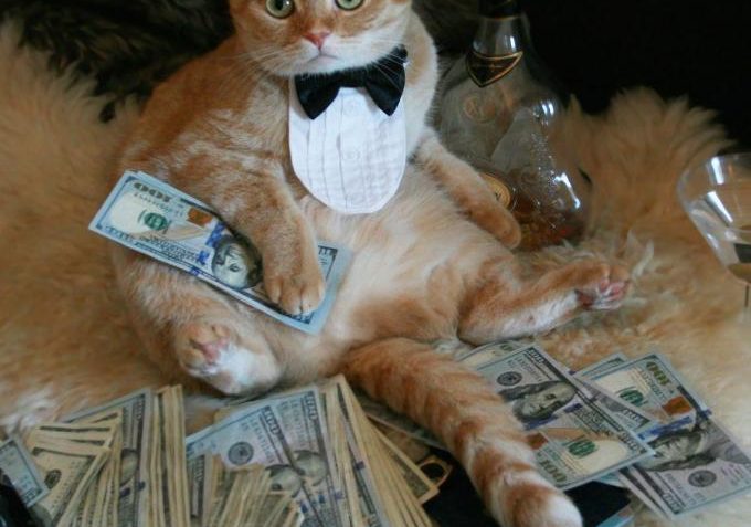 Reklama pro Kočičí přání - Kočičí přání z.s. - Kočičí přání