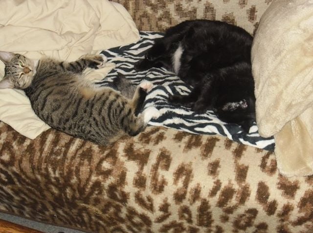 SAFÍREK ( nyní Píďa)...