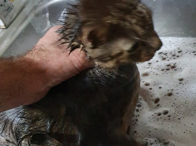 SLUNÍČKOVÝ LUMPÍK   MUSEL DNES OPĚT POD SPRCHU...