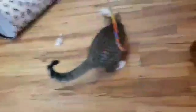 Sledovat CHLÁDEČEK