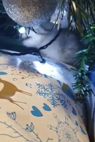 Sledovat HOUSLIČKA A JEJÍ PRVNÍ VÁNOCE