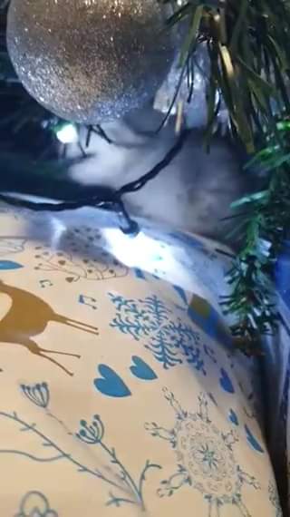 Sledovat HOUSLIČKA A JEJÍ PRVNÍ VÁNOCE