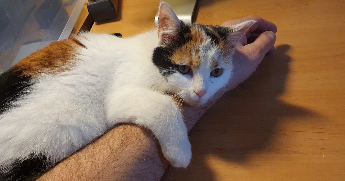 USNUVŠÍ ISABELLA...