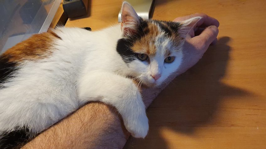 USNUVŠÍ ISABELLA...