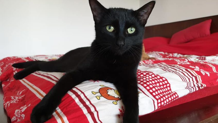 VESELÉ VÁNOCE VÁM TAKÉ PŘEJÍ KOCOURCI VINCENTEK A JAROUŠEK! ...