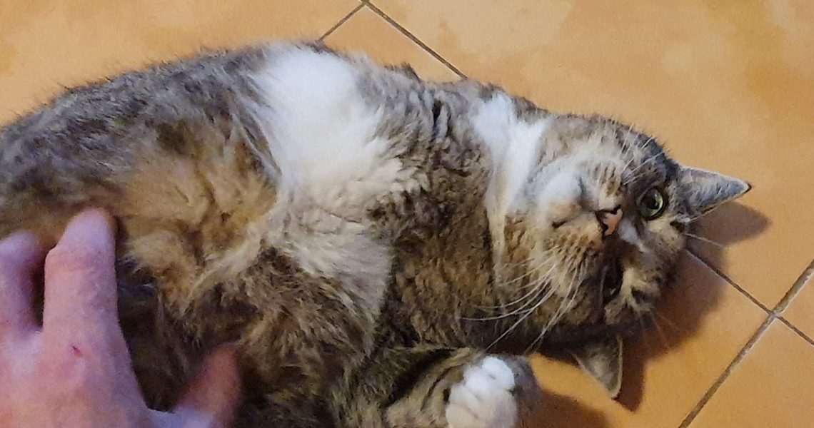 VÍTEČEK SE PŘIŠEL POMAZLIT...