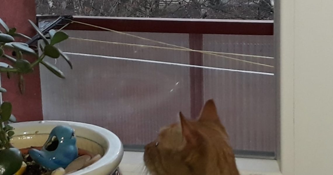 VČELKA ( nyní Eliška)...