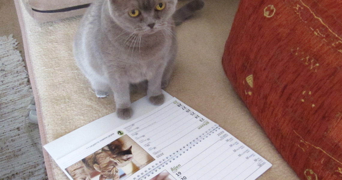 ZDÁREČEK KOČKOVÉ A KOČKOLIDI...