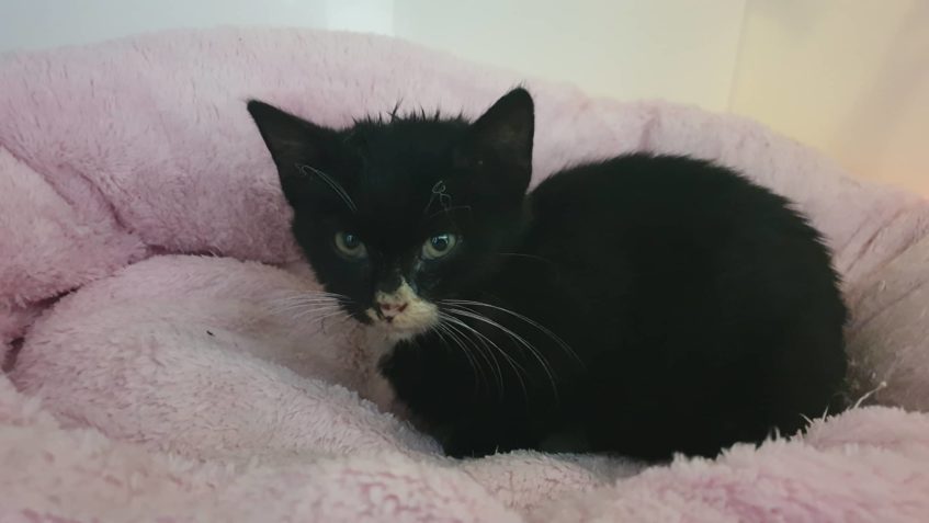 ZRANĚNÝ A ŠPINAVÝ NALEZENEČEK V DOBŘÍNI N PŘEJEZDU U VITANY...