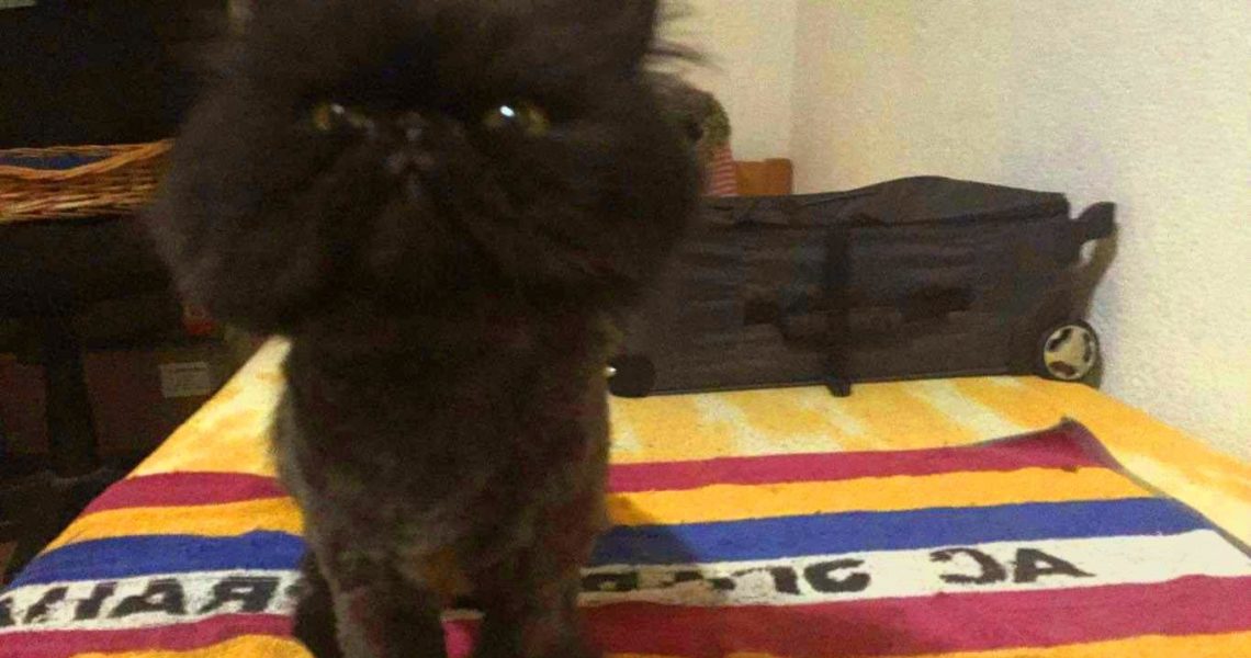 ČERNÝ DRÁČEK DEJV...