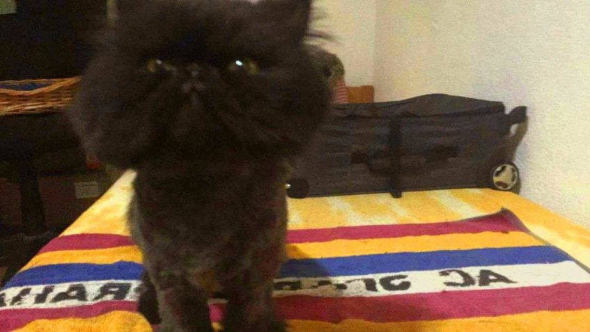 ČERNÝ DRÁČEK DEJV...