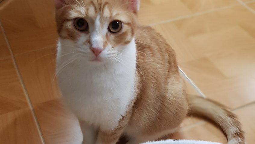 BÍLOREZAVÝ, SEDMIMĚSÍČNÍ "RAUBÍŘ" POŠŤÁČEK SE UŽ P...