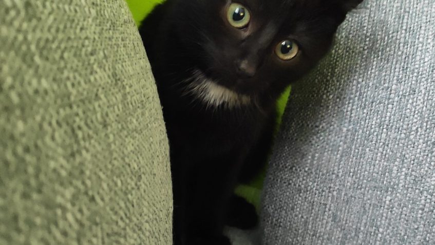 DAG (nyní Pumlíč)...