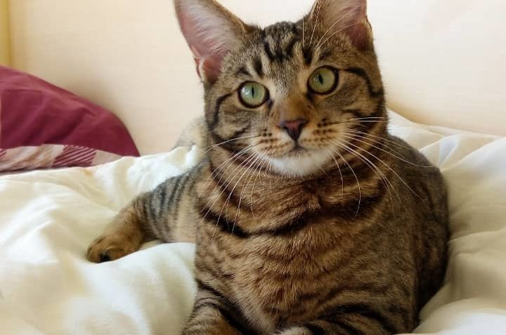 DIXIE ( nyní Mína)...