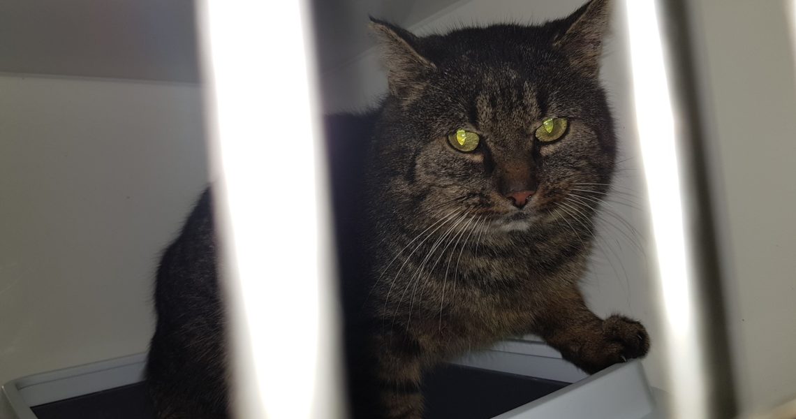 DNES ODCHYCENÝ KOCOUREK V DOBŘÍNI ZA PLYNÁRNOU...