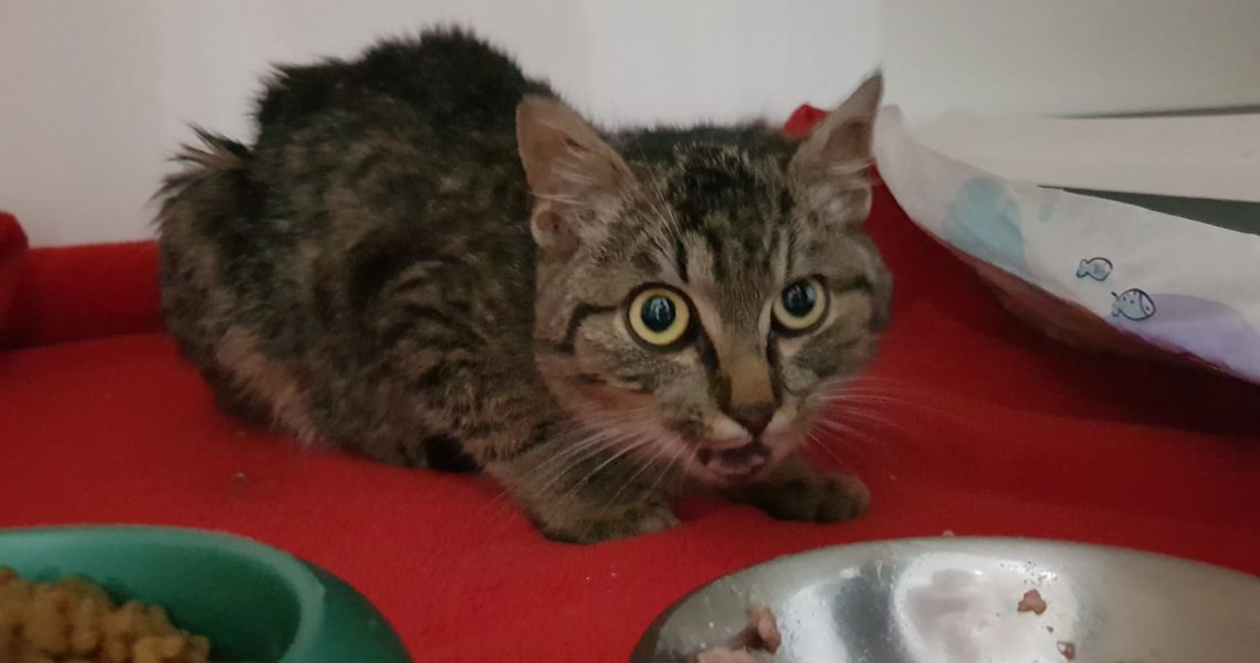 DNES VEČER PŘIJATÝ PĚTIMĚSÍČNÍ, ZRANĚNÝ  KOCOUREK MANFRÉD...