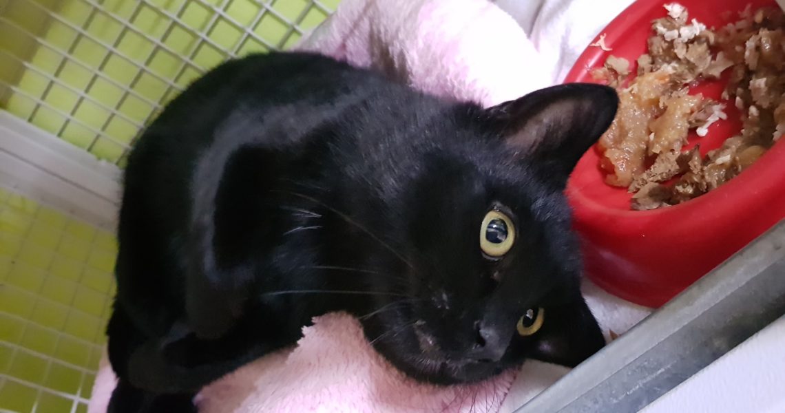 DON PEPE JE NEUVĚŘITELNÝ MAZLÍK A POHODÁŘ...