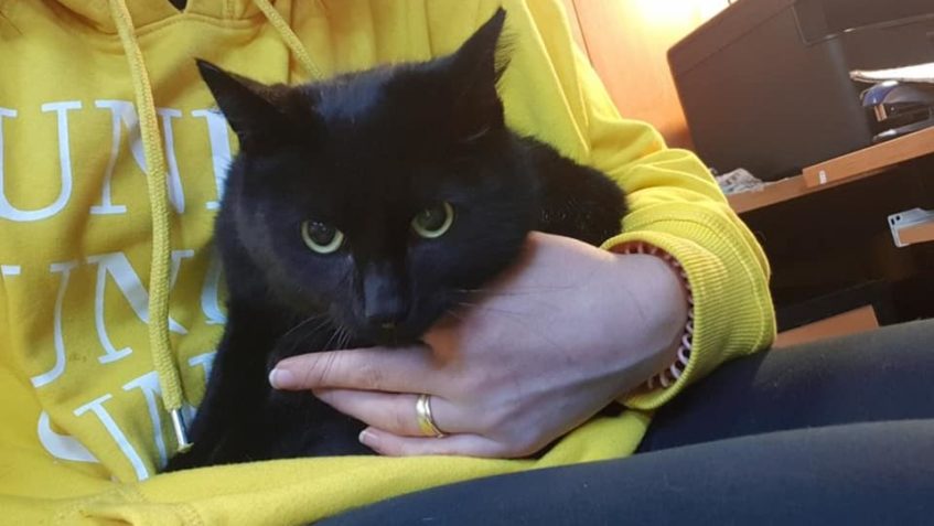 Dnešní příjem - kocourek DON PEPE...