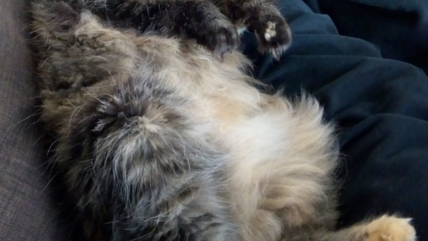 GRACIE ( nyní Mia)...