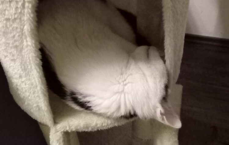 GUSTÍK (nyní Jerry)...