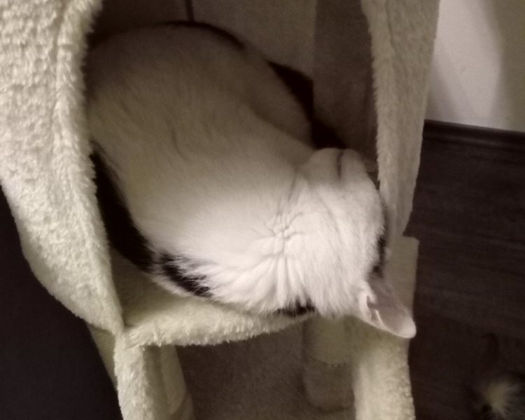 GUSTÍK (nyní Jerry)...