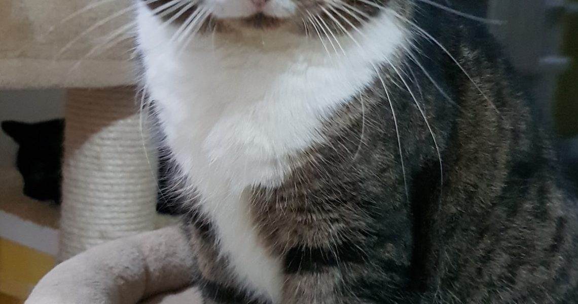 HAGRIDEK UŽ DLOUHO HLEDÁ DOMOV...