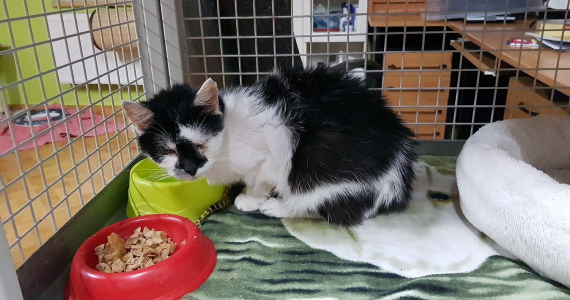 JINDŘIŠKA ANI DRUŽINKA NEJSOU NA  TOM MOC DOBŘE...