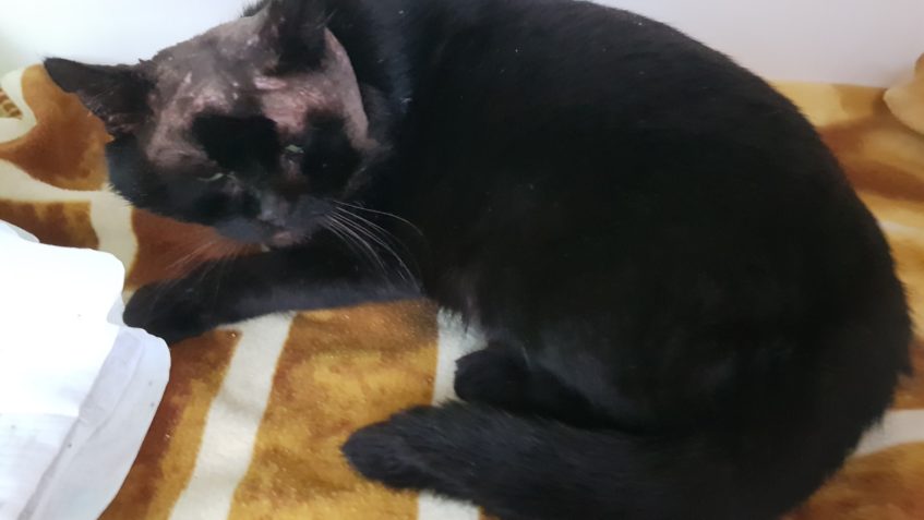 KOCOUREK JAMIE Z TEREZÍNA...