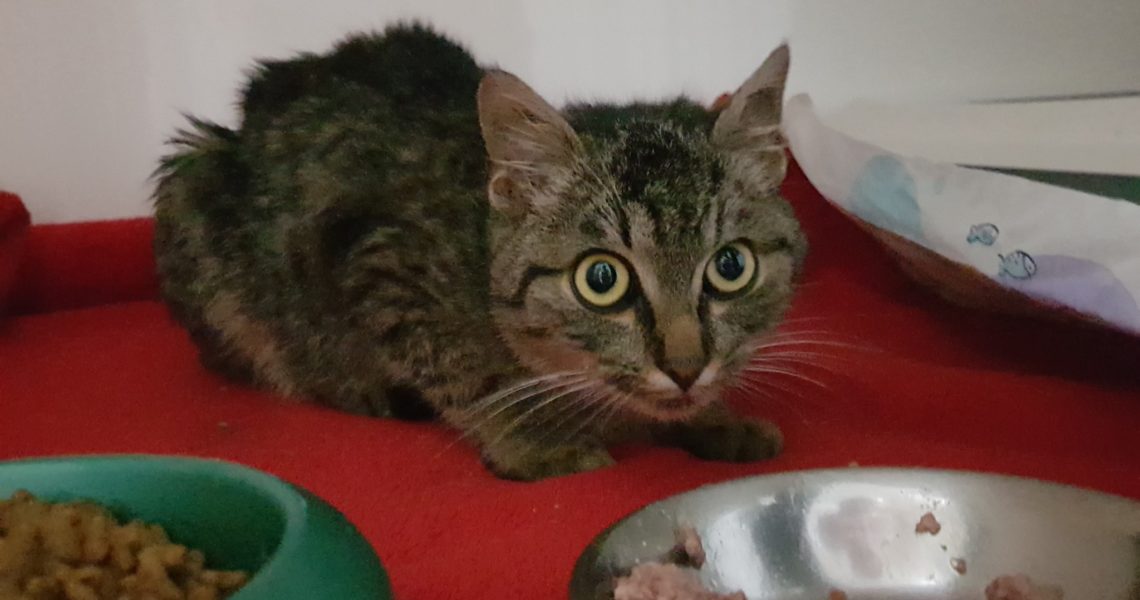 KOCOUREK MANFRÉD ZEMŘEL...