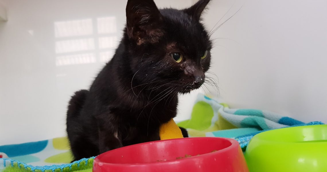 KOCOUREK SILVESTR ZEMŘEL...