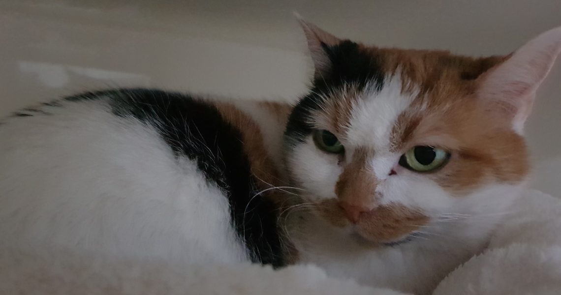 KOČIČKA MATÝSKA UŽ BAŠTÍ...