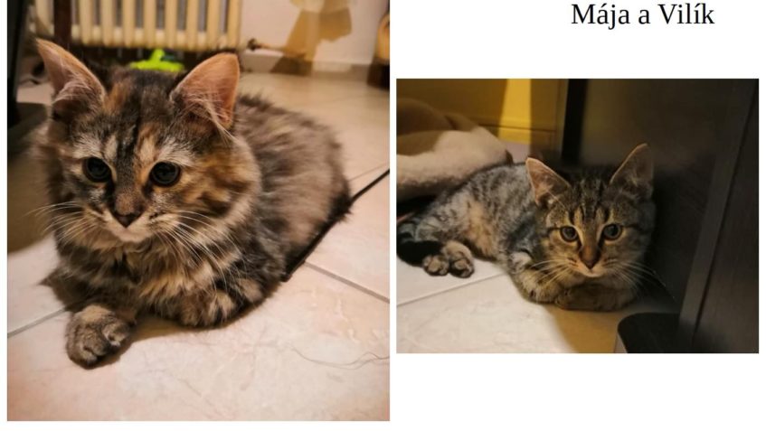 KOČIČKY JEŠTĚ NENAŠLY DOMOV...