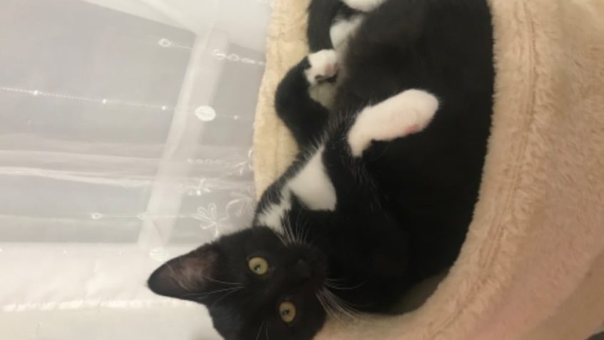 Klidný cely rok 2020  přeje Vašík a Klapalovi...