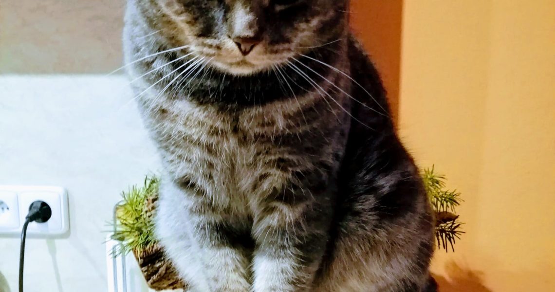 LITOMĚŘICE - ZTRACENÝ KOCOUREK...