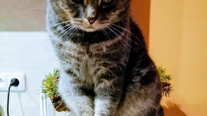 LITOMĚŘICE - ZTRACENÝ KOCOUREK...