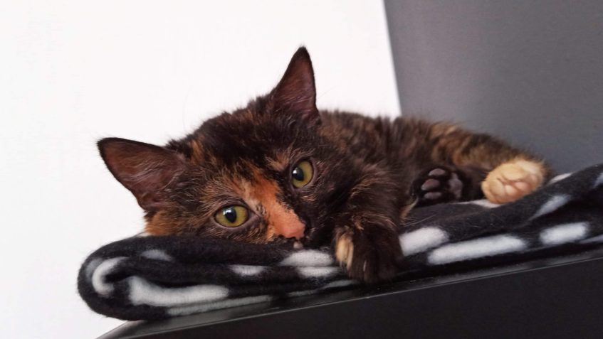 LYDIE ( nyní Chiméra)...