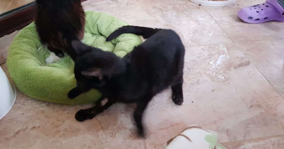 MALÝ SILVESTR OPĚT V NEMOCNICI...