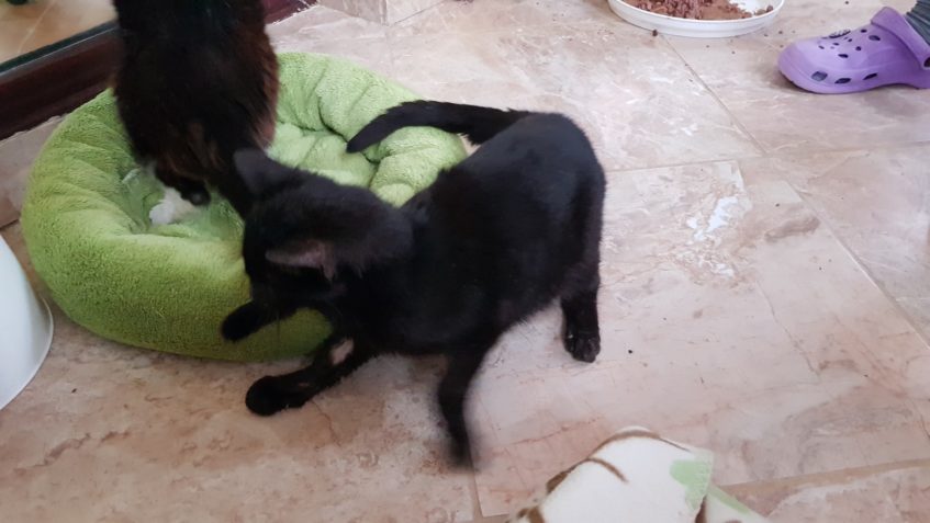 MALÝ SILVESTR OPĚT V NEMOCNICI...