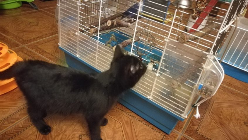 MARTY  (nyní Míša)...