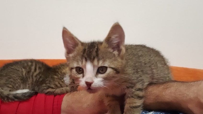 OPUŠTĚNÝ, FELV POZITIVNÍ CHLÁDEČEK ODJEL DOMŮ ZA OSTRUŽINKOU...