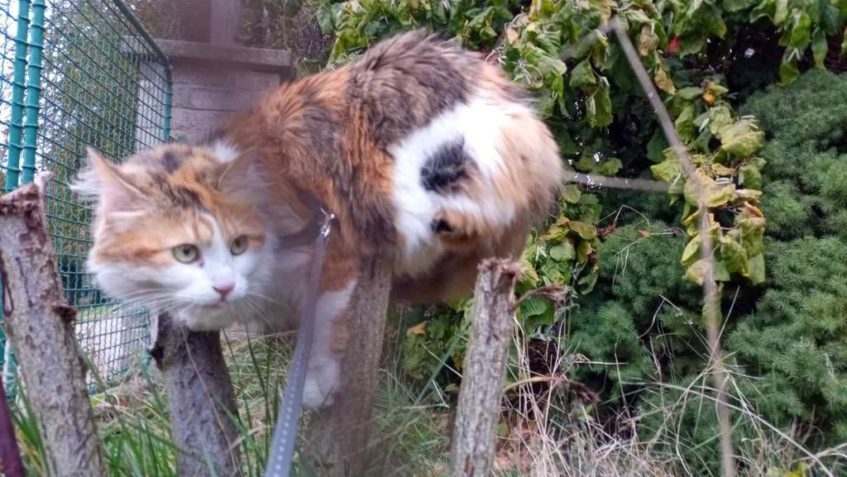 PF 2020 od paní Liliany Chlumové a jejího  kočičího gangu...