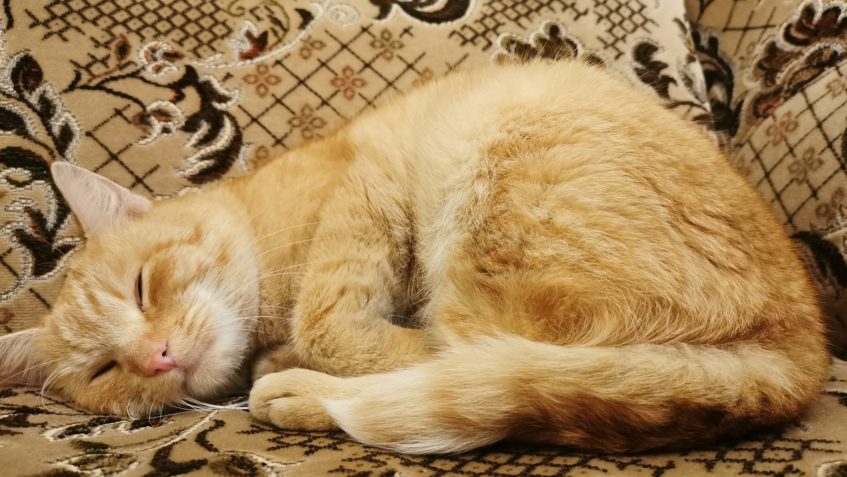 PROSÍME O POMOC - Dobříň a okolí...