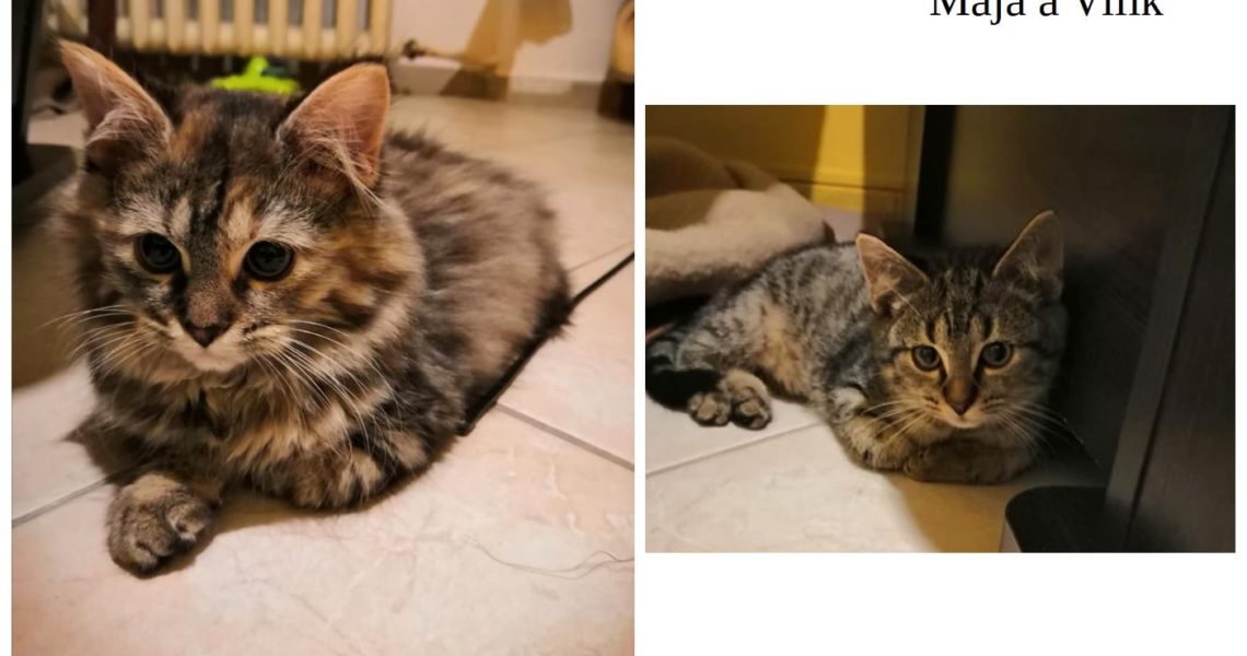 PROSÍME O SDÍLENÍ, SNAD SE PODAŘÍ TĚMTO FELV POZITIVNÍM KOČI...