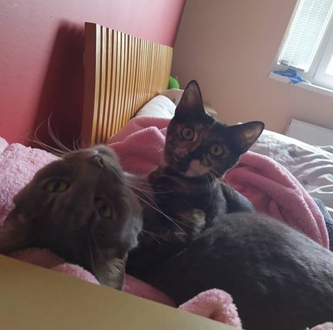 PUPAVA A HERMÍNKA...